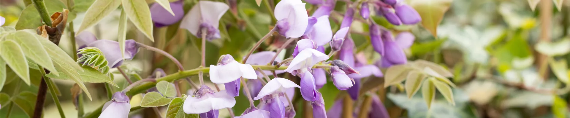 Wisteria sinensis Alba Wisteria sinensis Alba