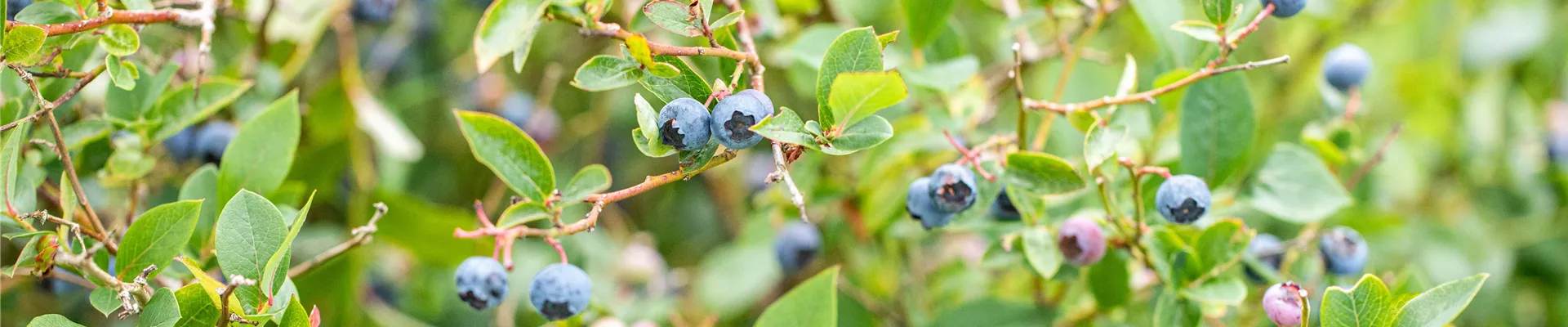Vaccinium