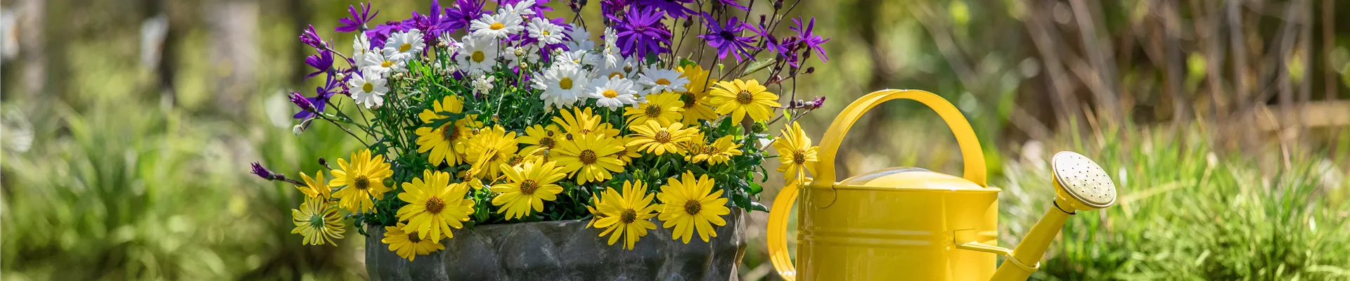 Bepflanzte Schale im Gartenambiente