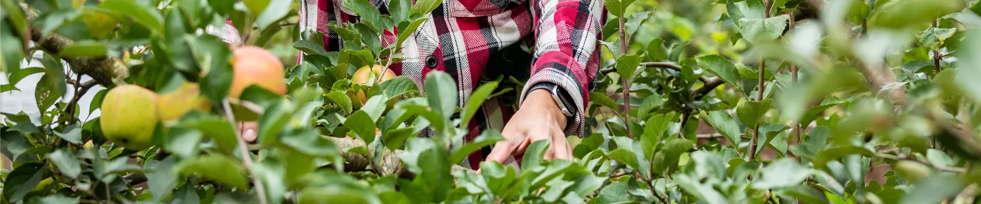 Apfelernte Apfelernte