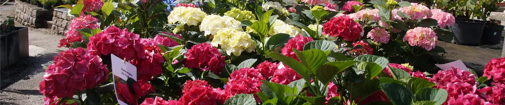 Pflanzen-Hiller_0006 Pflanzen-Hiller_0006