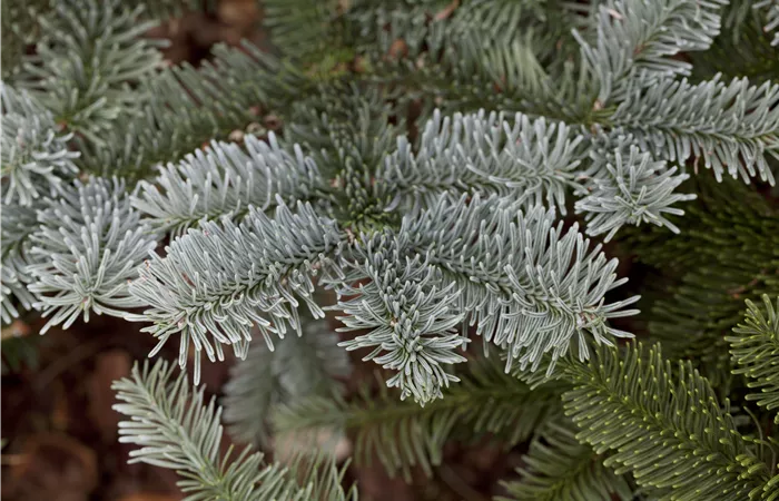 Abies procera Abies procera