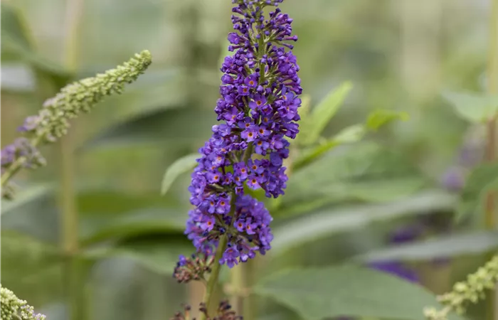 Buddleja davidii 'Empire Blue' Buddleja davidii 'Empire Blue'