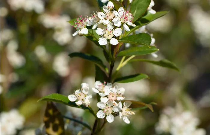 Aronia melanocarpa Aronia melanocarpa