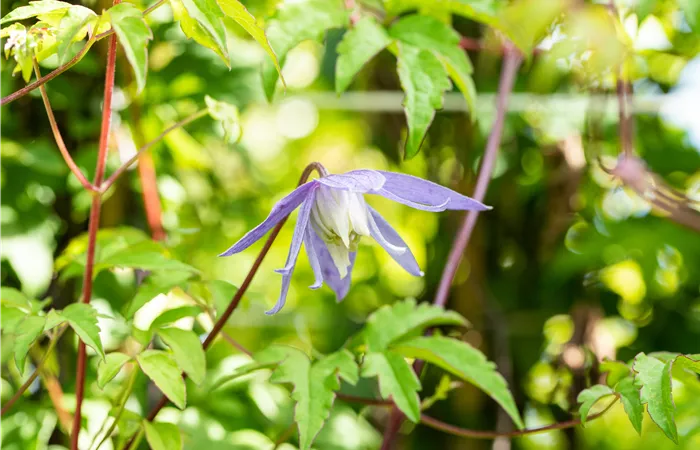 Clematis alpina Clematis alpina