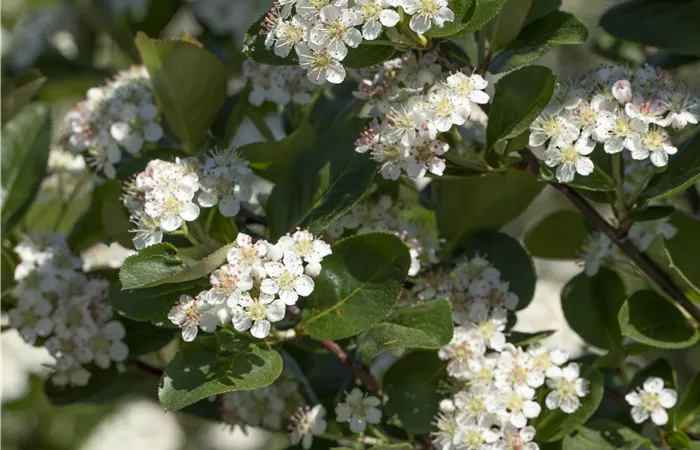 Aronia x prunifolia 'Viking' Aronia x prunifolia 'Viking'