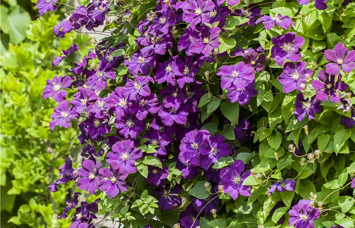 Clematis Hybride Clematis Hybride