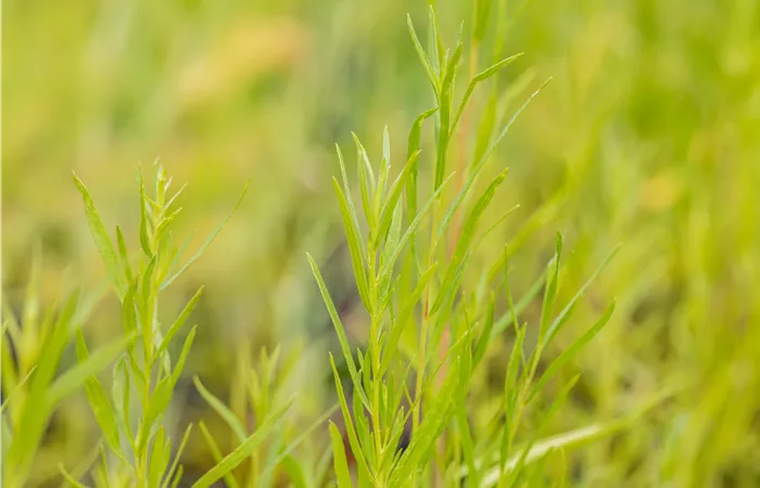 Artemisia dracunculus Artemisia dracunculus