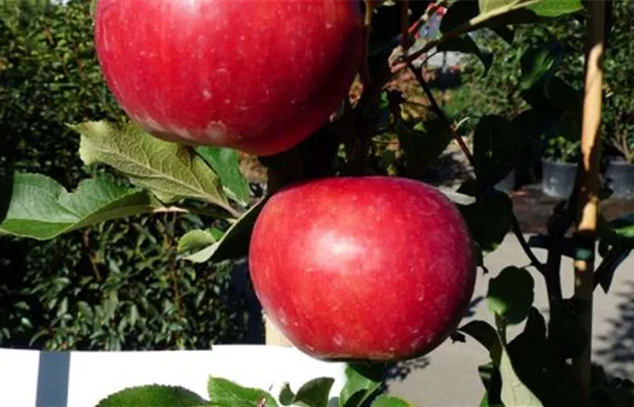 Obstbäume und Beerensträucher