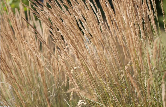 Calamagrostis x acutiflora 'Karl Foerster' Calamagrostis x acutiflora 'Karl Foerster'