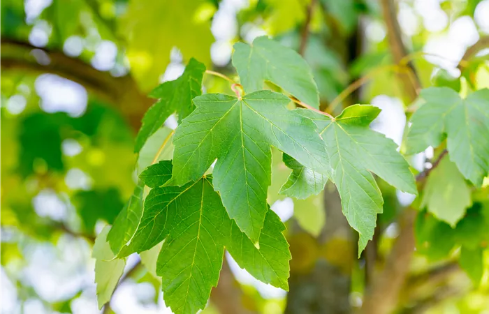 Acer pseudoplatanus Acer pseudoplatanus