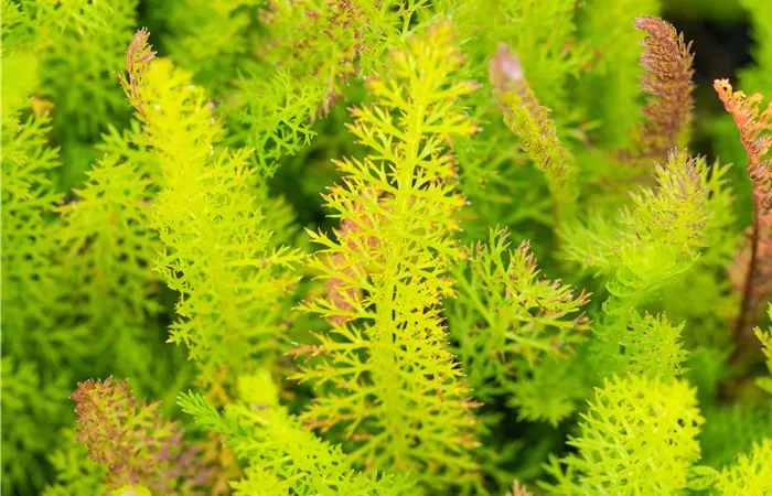 Achillea millefolium Achillea millefolium