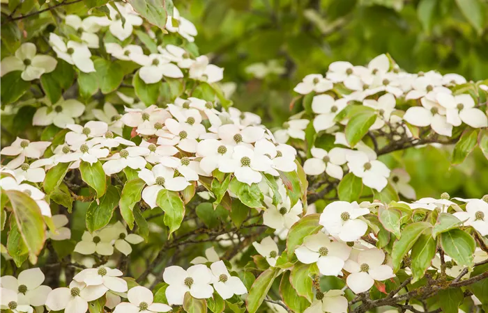 Cornus kousa Cornus kousa