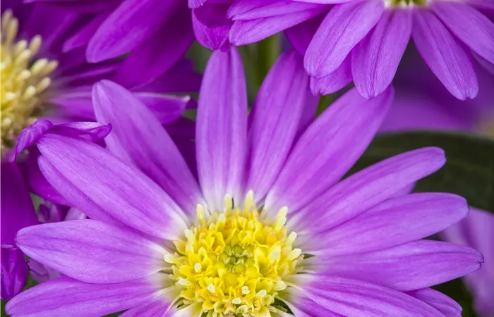 Aster novi-belgii