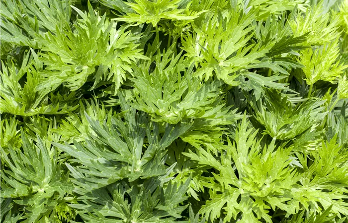 Aconitum napellus Aconitum napellus