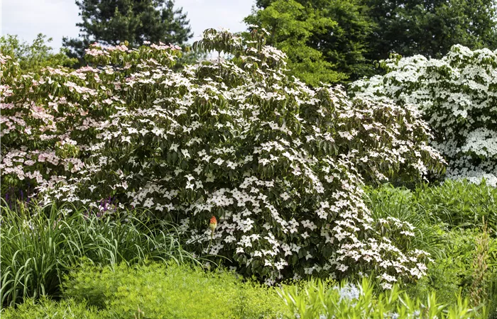 Cornus kousa 'Cappuccino'® Cornus kousa 'Cappuccino'®