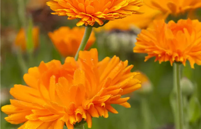 Calendula officinalis Calendula officinalis