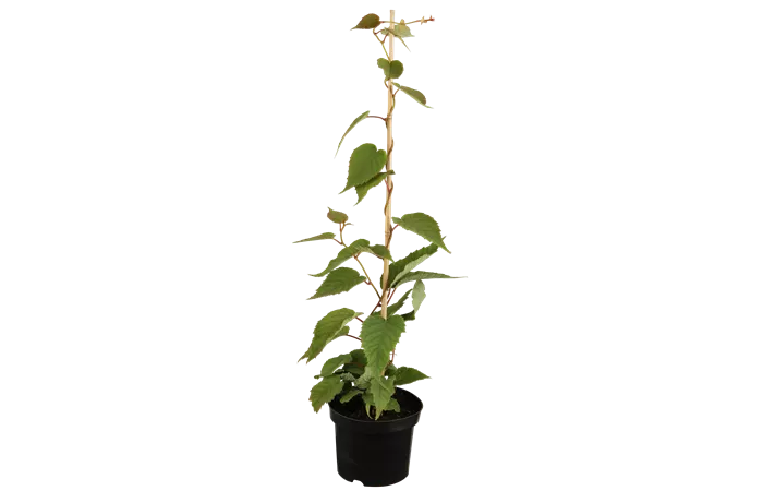 Actinidia chinensis 'Atlas' Actinidia chinensis 'Atlas'