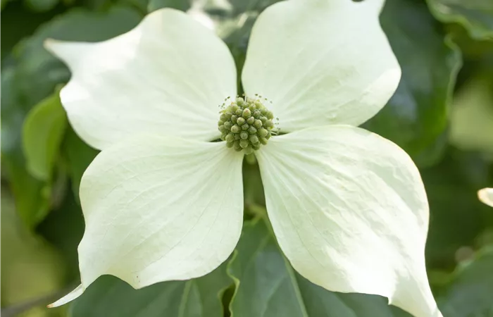 Cornus kousa 'Venus'® Cornus kousa 'Venus'®