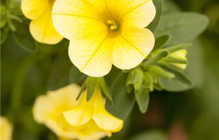 Calibrachoa 'Celebration'® Calibrachoa 'Celebration'®
