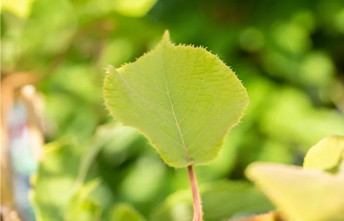 Actinidia chinensis 'Hayward'