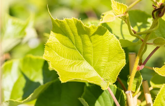 Actinidia chinensis 'Jenny'