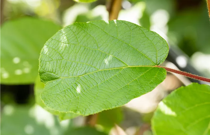 Actinidia chinensis 'Solissimo'® Actinidia chinensis 'Solissimo'®