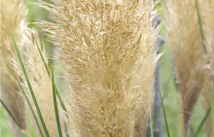 Cortaderia selloana Cortaderia selloana