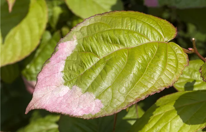 Actinidia kolomikta Actinidia kolomikta