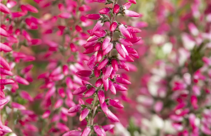 Calluna 'Beauty Ladies'® Calluna 'Beauty Ladies'®