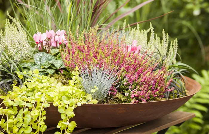 Calluna vulgaris Calluna vulgaris