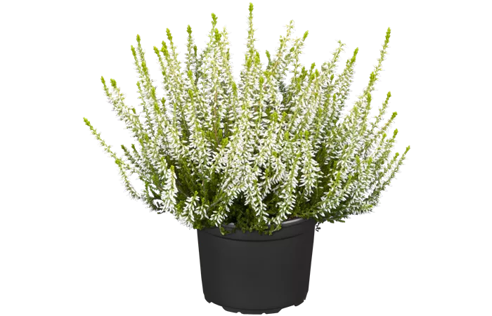 Calluna vulgaris Gardengirls® Calluna vulgaris Gardengirls®
