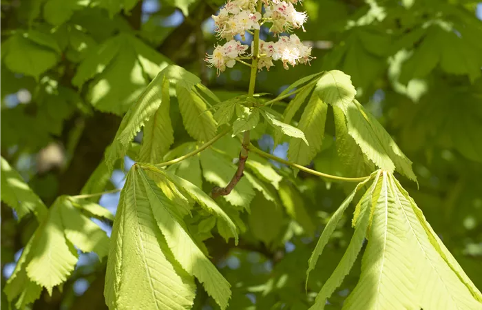Aesculus hippocastanum Aesculus hippocastanum