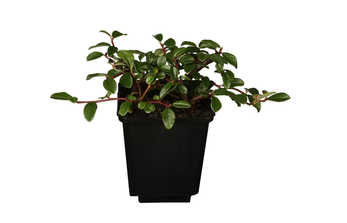 Cotoneaster dammeri Cotoneaster dammeri