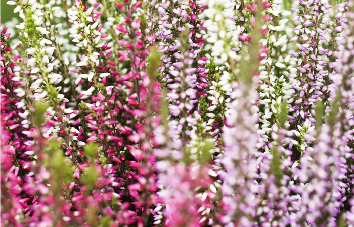 Calluna vulgaris Trio-Girls® Calluna vulgaris Trio-Girls®