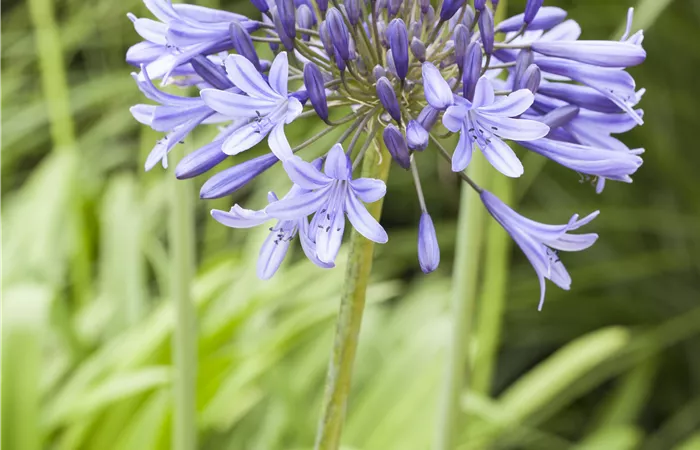 Agapanthus africanus Agapanthus africanus