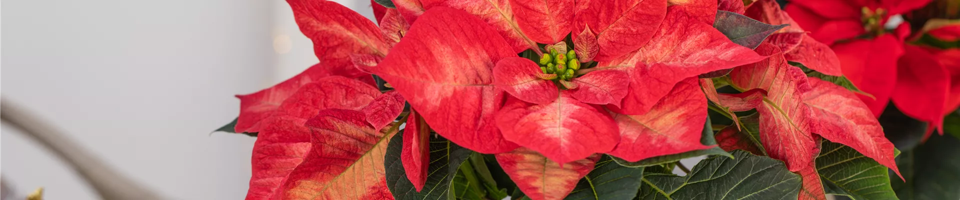 Euphorbia pulcherrima 'Christmas Beauty Princess' Euphorbia pulcherrima 'Christmas Beauty Princess'
