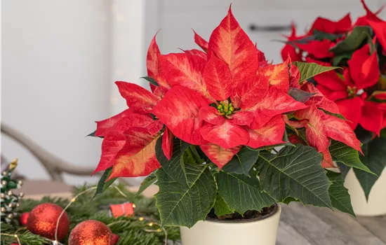 Ein Weihnachtsstern für das ganze Jahr Ein Weihnachtsstern für das ganze Jahr