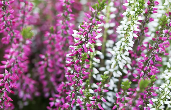 Calluna vulgaris Twingirls® Calluna vulgaris Twingirls®