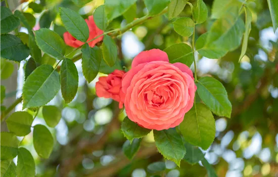 Krankheiten und Schädlinge bei Rosen erkennen und bekämpfen Krankheiten und Schädlinge bei Rosen erkennen und bekämpfen