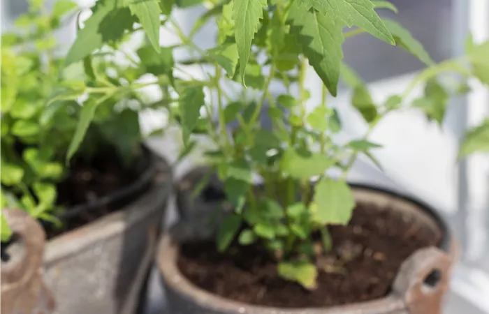 Agastache mexicana Agastache mexicana