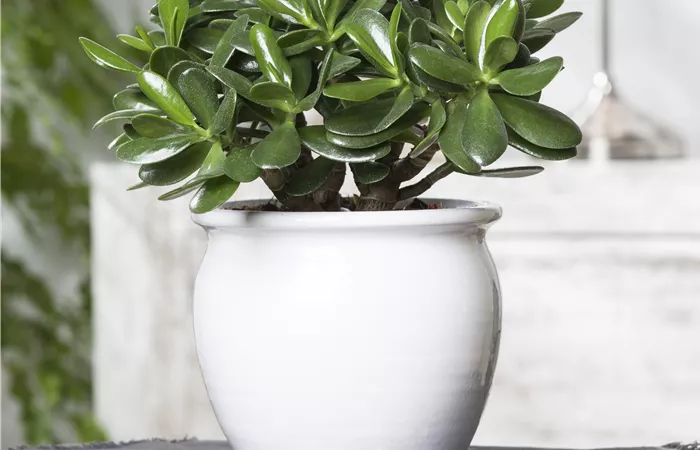 Crassula ovata Crassula ovata