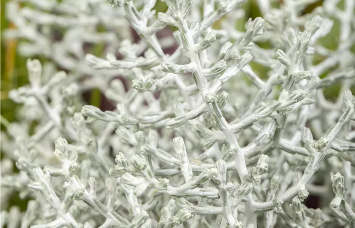 Calocephalus brownii Calocephalus brownii