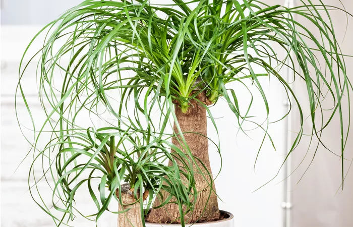 Beaucarnea recurvata Beaucarnea recurvata