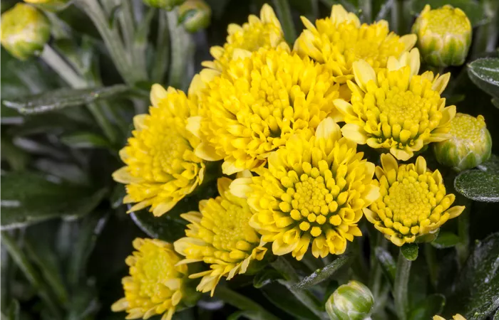 Ajania pacifica Ajania pacifica