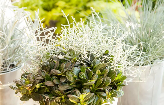 Calopoly® Calopoly®