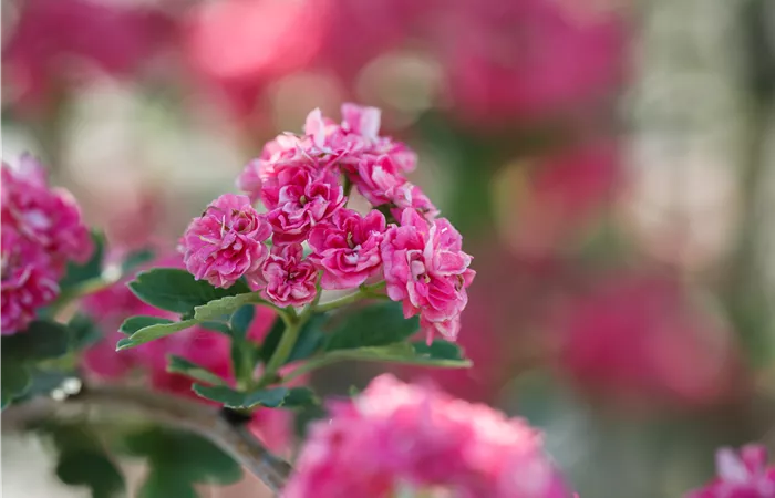 Crataegus laevigata 'Paul´s Scarlet' Crataegus laevigata 'Paul´s Scarlet'