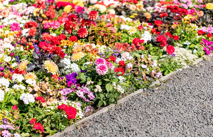 Beetpflanzen Beetpflanzen