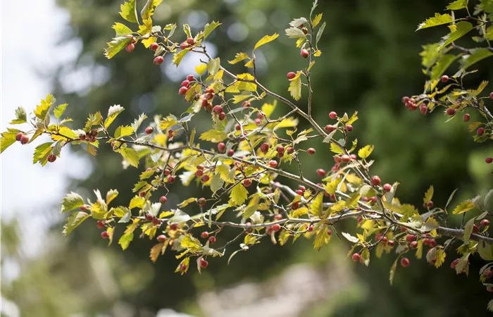 Crataegus monogyna Crataegus monogyna