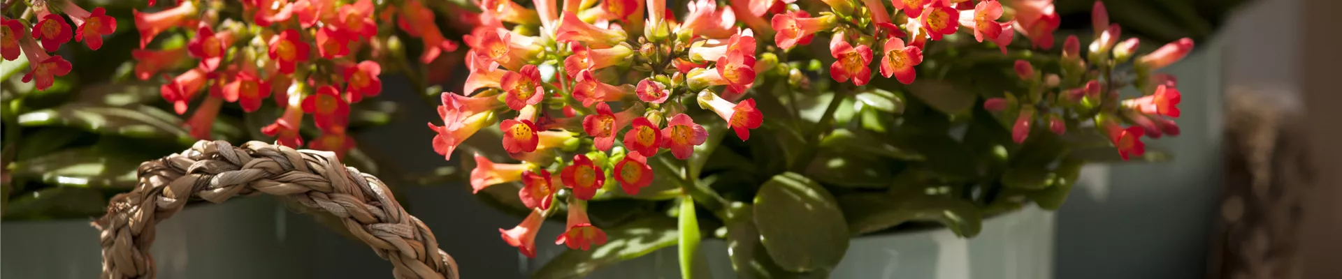 Kalanchoe Kalanchoe